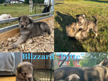 Blizzard "Pytte"