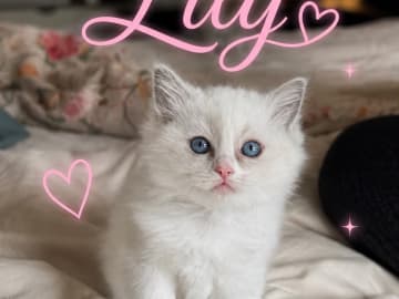 Kattunge: Lily