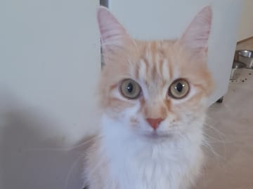 Mamma: SE*SnowKitten Lucia