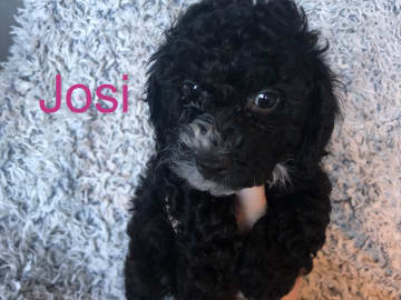 Josi