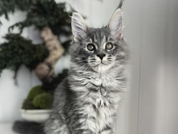 NO *Golden Lynx