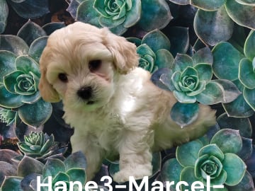 Marcel