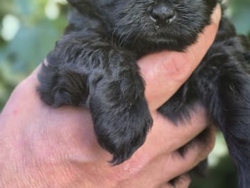 Shihpoo