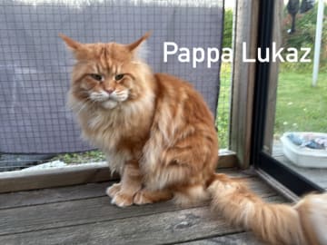 Pappa: Lukaz