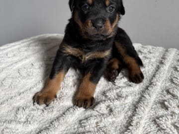 Lila Tik