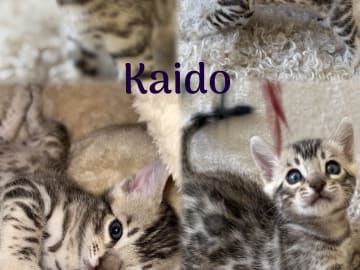 Kaido