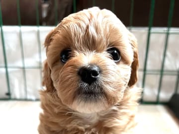 Shihpoo