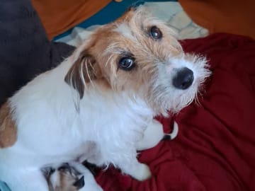 Mamma: KIRA