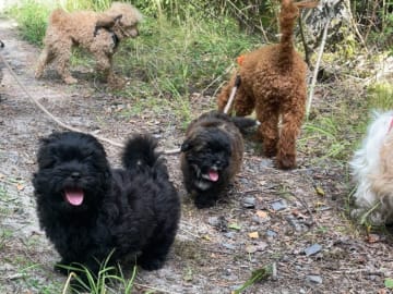 Shihpoo