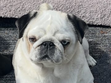 Mor: Plutt