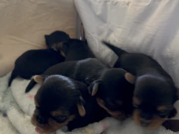 Sweet little Pollys