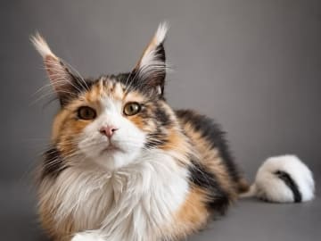 Mother: KCH S*Topzy Tail's TingeLing Bell