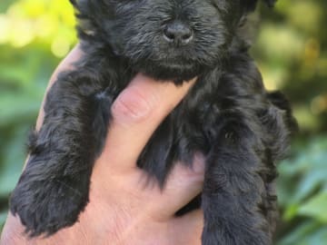 Shihpoo