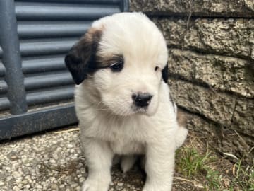 Gunnar