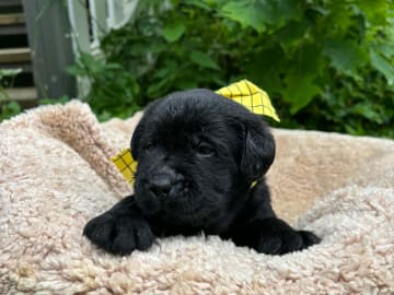 Hannhund 4 gul bånd