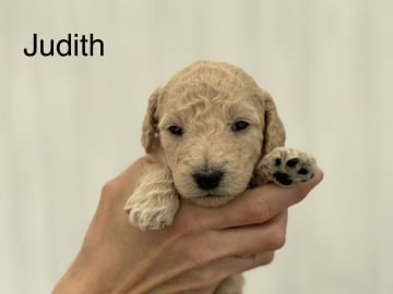 Lundatorpet