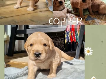 Copper
