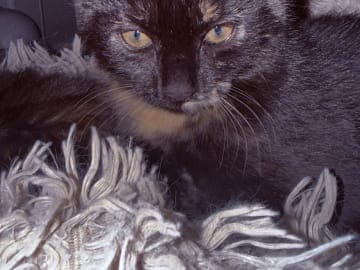 Freja