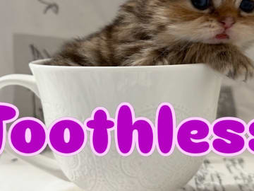SE*Lilla Kattmakeriet