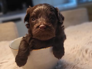 Snöflingans maltipoo