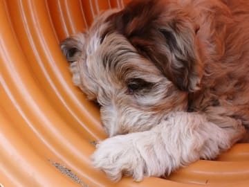 Overgaards Mini Merle
