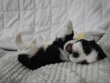 The merry shih-tzu family