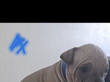 Odin