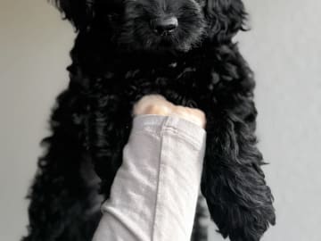 Royalcockerpoo