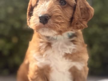 Cockerpoo valpar