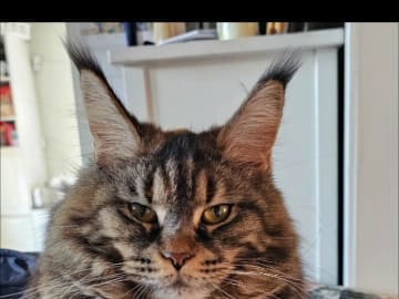 Mother: SE* Big paws Astrid