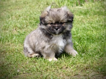 Hannhund 1