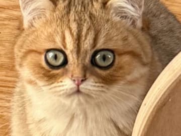 CHa