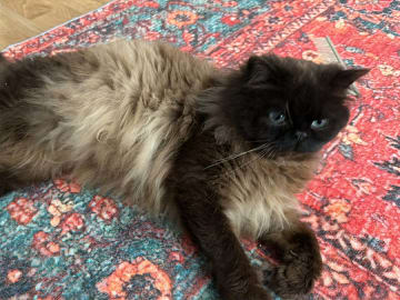 Father: Milo