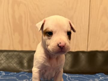 Patrick Nielsen Amstaff