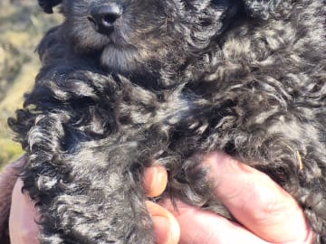 Shihpoo