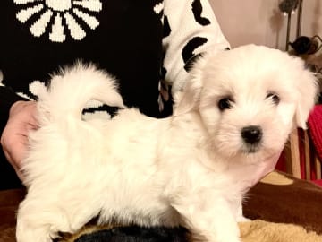 White Forest Kennel