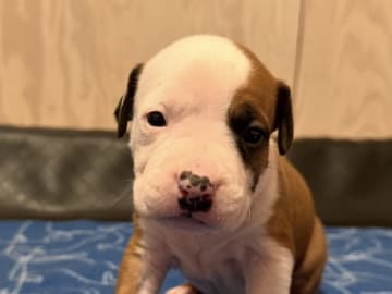Patrick Nielsen Amstaff