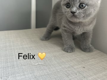 SE* Paws of mischief’s