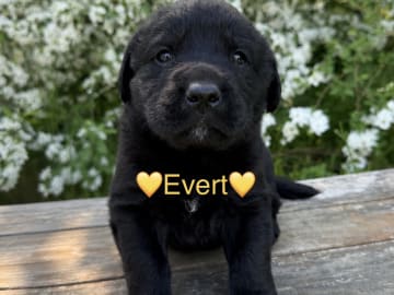 Joytriever