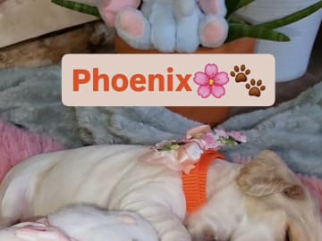 Phoenix