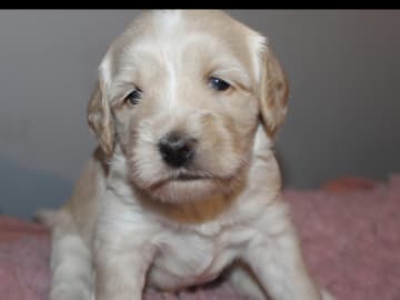 Dalkullas labradoodle