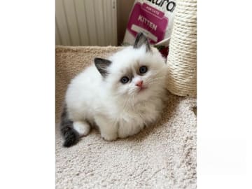 SE*Sapphire Blue Eyes