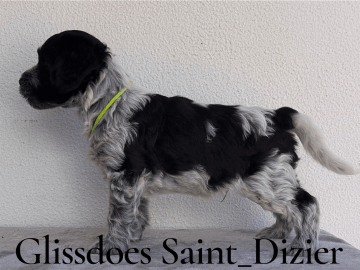 Glissdoes