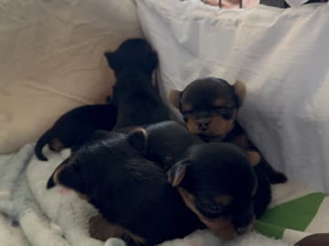 Sweet little Pollys