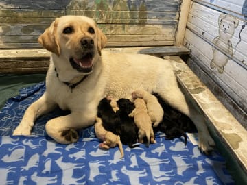 Mother: Lyonettes Honningbarn