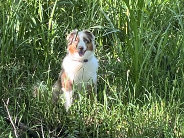 Mamma: Merle