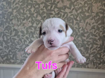 Tik 3