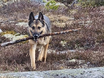 Mor: Divatorpets Hjärta av Jänta