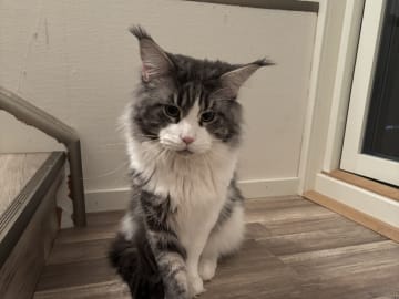 Father: SH SE*Wikslynx Apollon