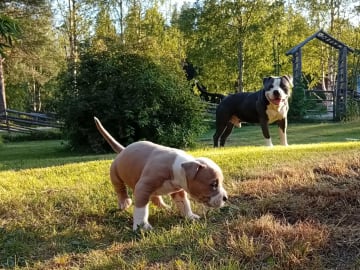Bamse